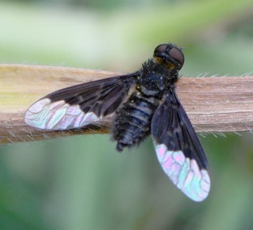 Réf. 258 189 : Hemipenthes morio